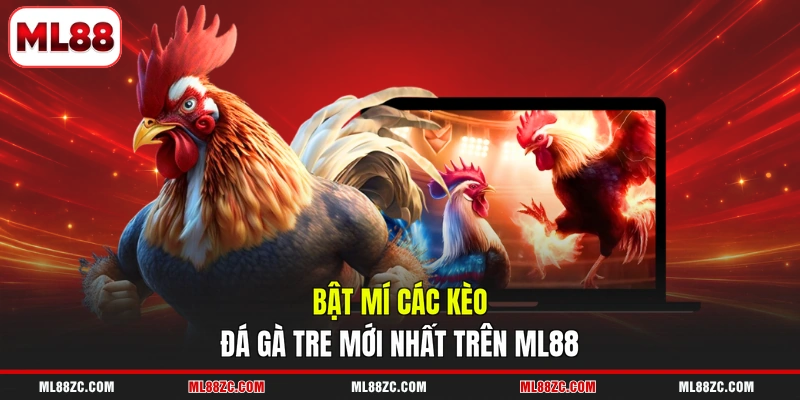 Bật mí các kèo đá gà tre mới nhất trên ML88